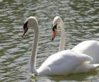 sakince Swans yüzme